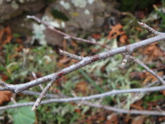Cotoneaster racemiflorus