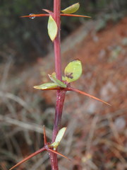 Berberis cretica