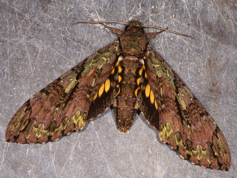 Cocytius beelzebuth