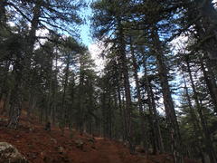 Pinus nigra pallasiana