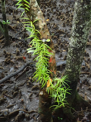 Freycinetia excelsa
