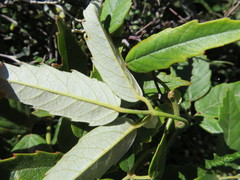 Rubus schmidelioides schmidelioides