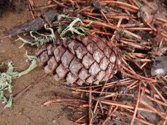 Pinus nigra pallasiana