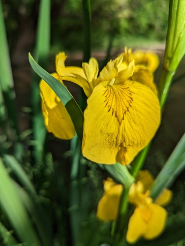 Iris pseudacorus