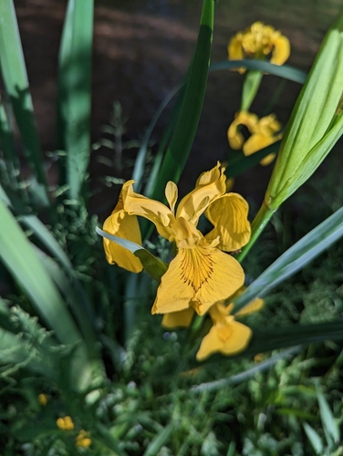 Iris pseudacorus