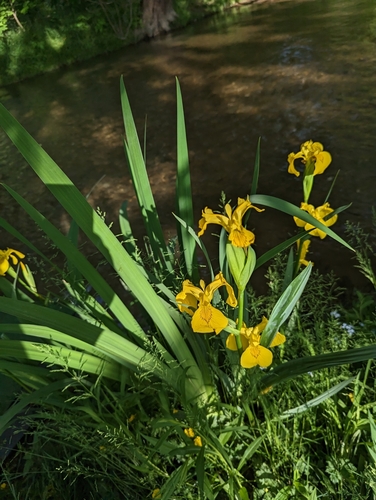 Iris pseudacorus