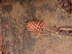 Pinus nigra pallasiana