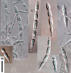 Isthmolongispora