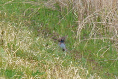 Phasianus versicolor