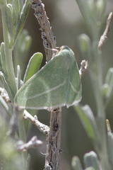 Chlorosea margaretaria