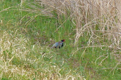 Phasianus versicolor
