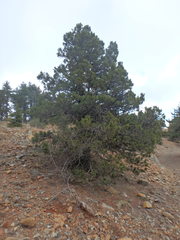 Juniperus foetidissima