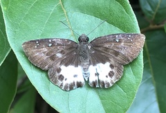 Tagiades menaka