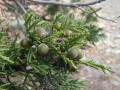 Juniperus foetidissima