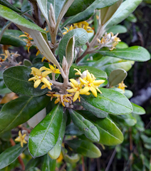 Corokia macrocarpa