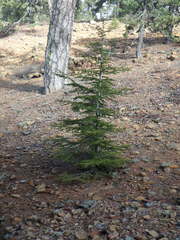 Cedrus brevifolia