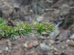 Cedrus brevifolia