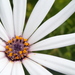 Trailing African Daisy - Photo (c) d_kluza, some rights reserved (CC BY-NC-ND), uploaded by d_kluza