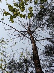 Fraxinus nigra image