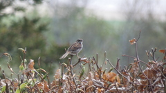 Melospiza melodia image