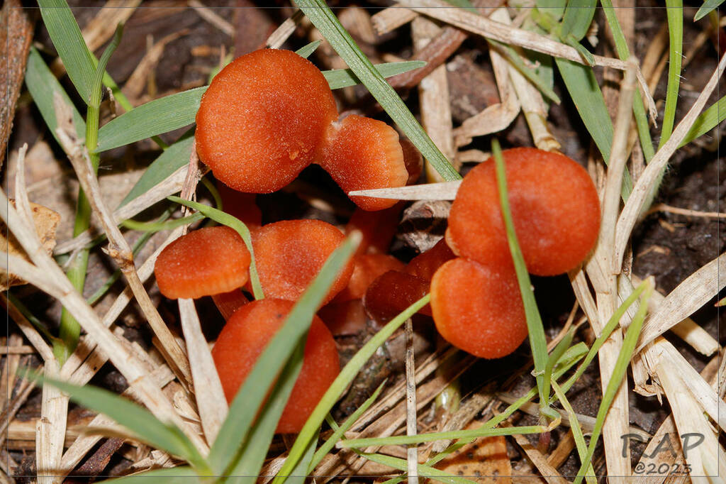 Laccaria laccata · May 2023 · photo: © r-a-p (iNaturalist, cc-by)