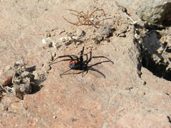 Latrodectus thoracicus