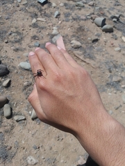 Latrodectus thoracicus