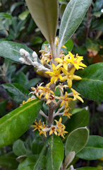 Corokia macrocarpa