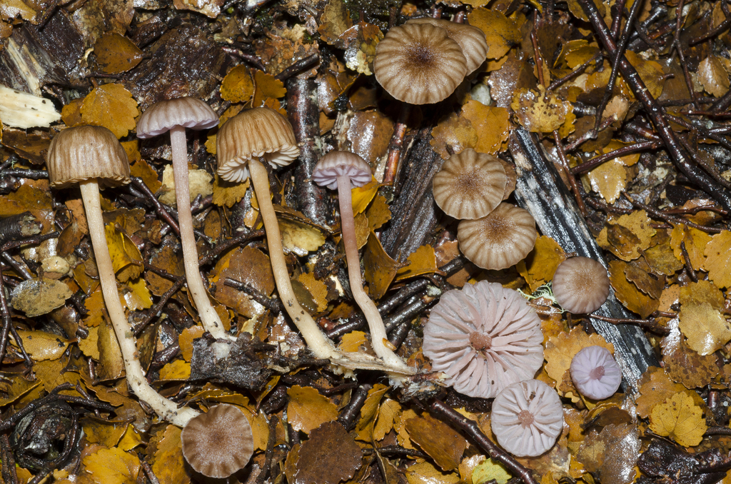 Laccaria fibrillosa