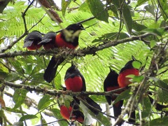 Hypopyrrhus pyrohypogaster