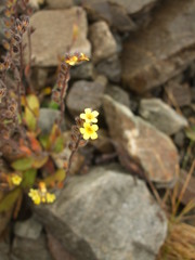 Myosotis australis
