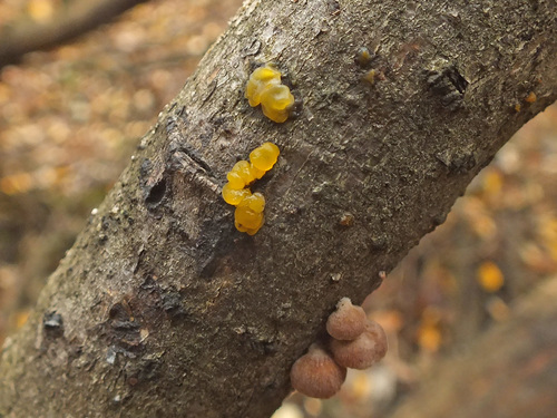 Dacrymyces lacrymalis image