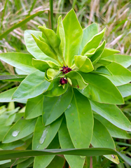 Euphorbia glauca
