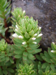 Epilobium pycnostachyum