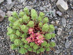 Epilobium pycnostachyum