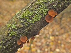 Encoelia tiliacea