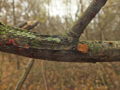 Encoelia tiliacea