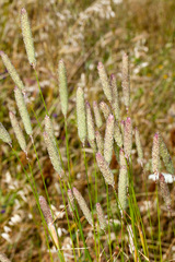 Phalaris minor