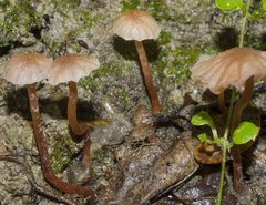 Laccaria glabripes