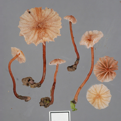 Laccaria glabripes