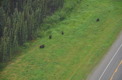 Bison bison athabascae