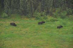 Bison bison athabascae