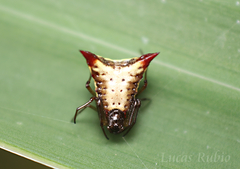 Micrathena plana