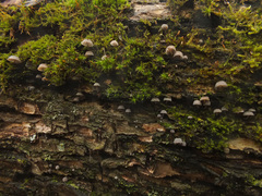 Mycena pseudocorticola image