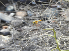 Erythrodiplax corallina