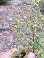 Hedosyne ambrosiifolia