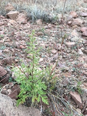 Hedosyne ambrosiifolia