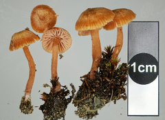 Laccaria glabripes