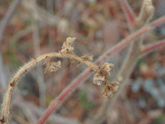 Rhus coriaria