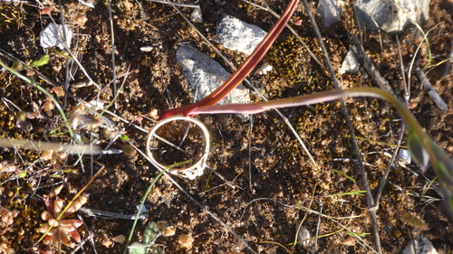 Image of Thelymitra alcockiae by (c) Rosalie Lawrence, some rights reserved (CC BY)